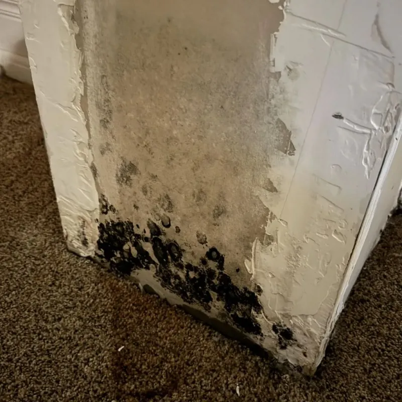 Professional Mold Removal in Temple Hills, MD